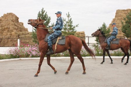 Кавалерийский взвод батальона патрульной полиции УВД полностью обновил поголовье