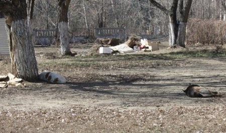 Кусок колбаски дороже золота: итоги опроса