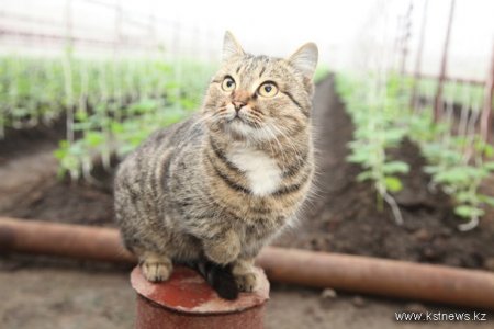 Корреспонденты «КН» посетили теплицу, которую построило не государство, а простые люди