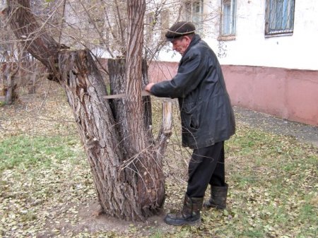 Инновации, семейные ценности и частичная обрезка