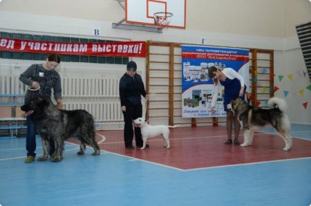 Приёмная дорога, экономная погода, кастинг хвостов