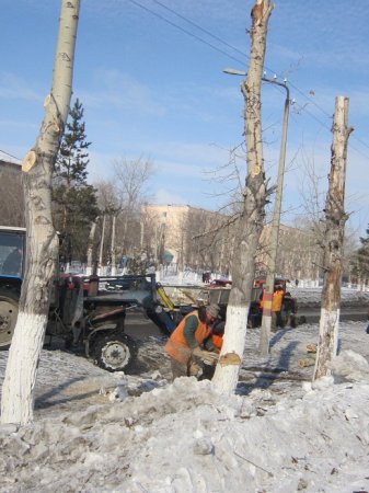 Тополя, тополя - вы растёте, старитесь 