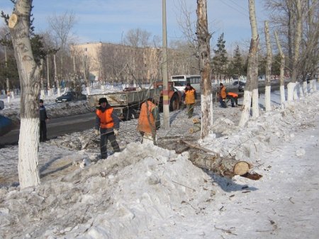 Тополя, тополя - вы растёте, старитесь 