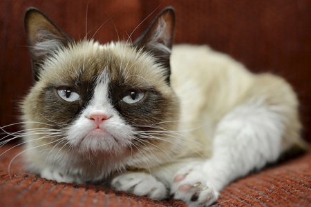 Grumpy Cat принес своей хозяйке $100 миллионов (фото)