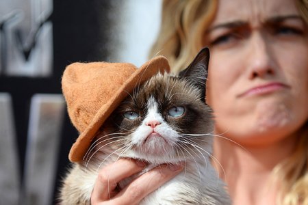 Grumpy Cat принес своей хозяйке $100 миллионов (фото)