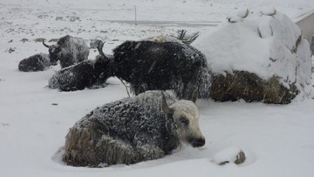 10 сильнейших снегопадов в истории (фото)