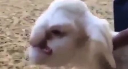 Ягненок с человеческим лицом шокировал ветеринаров (видео)