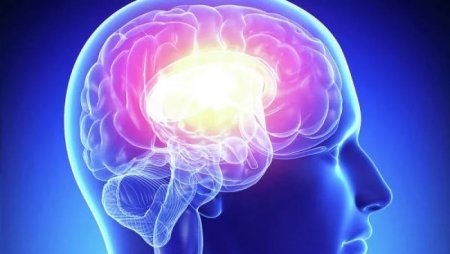 Ученые отвергли взаимосвязь между большим мозгом и высоким IQ