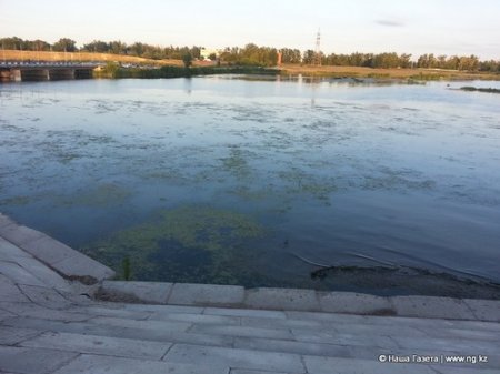 Экологи назвали причины цветения воды в Тоболе - отсутствие денег на очистку реки и реконструкция Большого моста