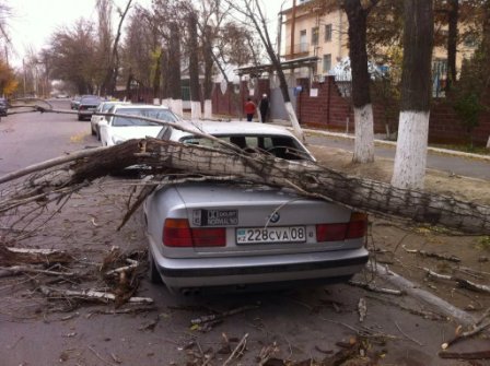 Очевидцы: Из-за страшного урагана по улицам Тараза летали собаки (фото)