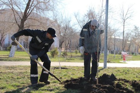 Озеленили и облагородили