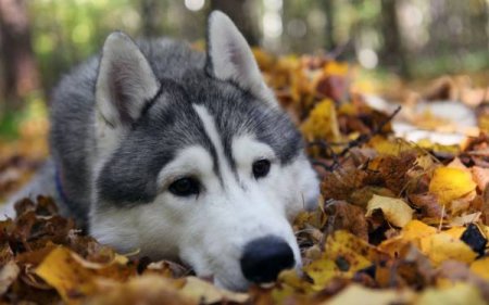 Я знаю, кто убил Харви