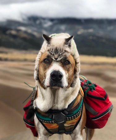 Очаровательные фотографии собаки и кота, которые ходят в походы со своими хозяевами