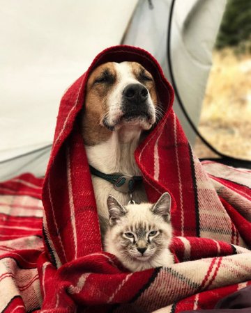 Очаровательные фотографии собаки и кота, которые ходят в походы со своими хозяевами