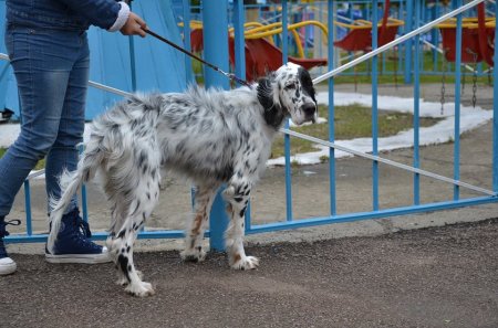 Плюшевый праздник