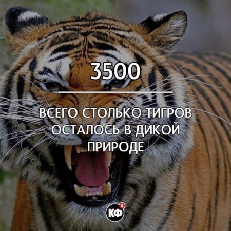 Интересные факты обо всем на свете