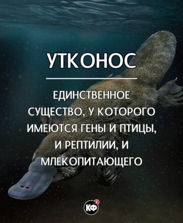 Интересные факты обо всем на свете