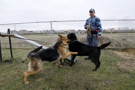 240 преступлений помогли раскрыть кинологи с полицейскими собаками с начала 2019 года в Костанайской области