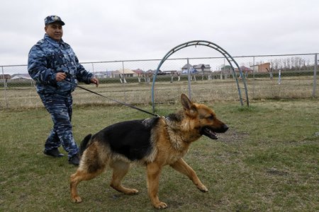 240 преступлений помогли раскрыть кинологи с полицейскими собаками с начала 2019 года в Костанайской области