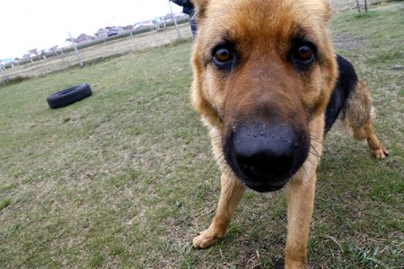 240 преступлений помогли раскрыть кинологи с полицейскими собаками с начала 2019 года в Костанайской области