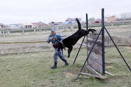 240 преступлений помогли раскрыть кинологи с полицейскими собаками с начала 2019 года в Костанайской области