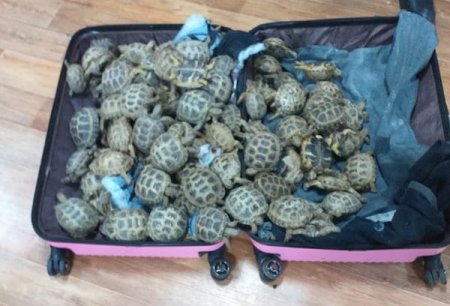 117 черепах вернули с казахстанско-российской границы в Костанай